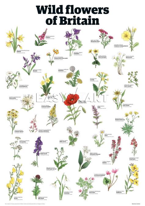 Prints, Posters & Framed Pictures at King & McGaw | British wild flowers, Wedding flowers ...