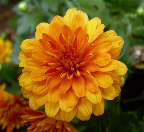 A close up of a fall colored Chrysanthemum! | Fall colors, Chrysanthemum, Garden center