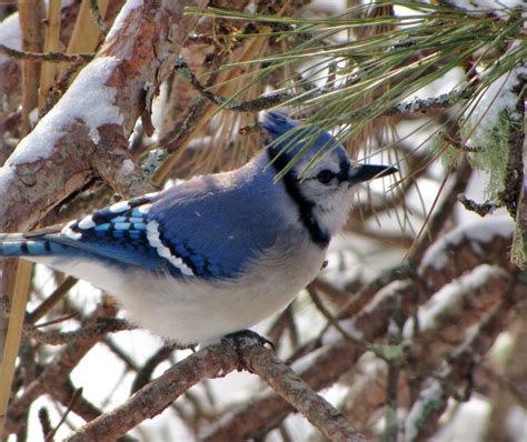 FEARLESS NESTING: Snow Birds