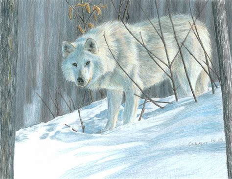 Winter Wolf Drawing by Carla Kurt - Fine Art America