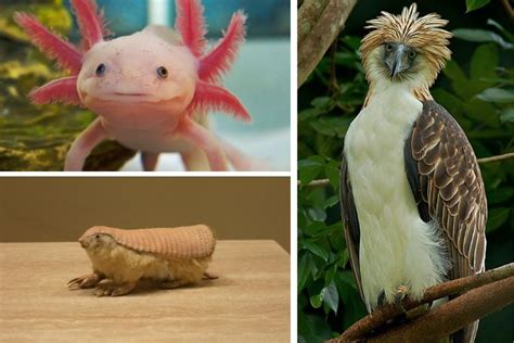 How Much Do Lot Lizards Cost: Unveiling the Price of These Mysterious Creatures - verminvanish