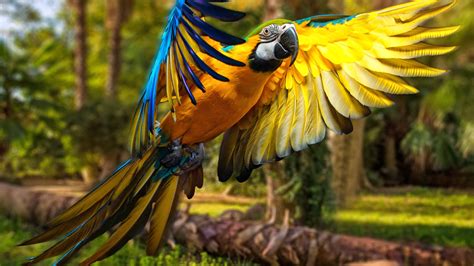 Closeup Photo Of Blue Yellow Macaw Parrot 4K HD Animals Wallpapers | HD Wallpapers | ID #41628