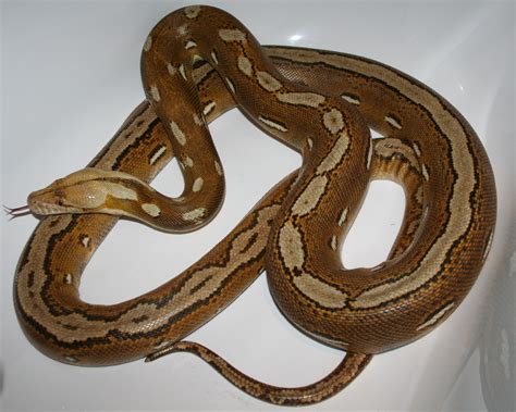 SE England Reticulated python morphs for sale - Adults and babies some ...