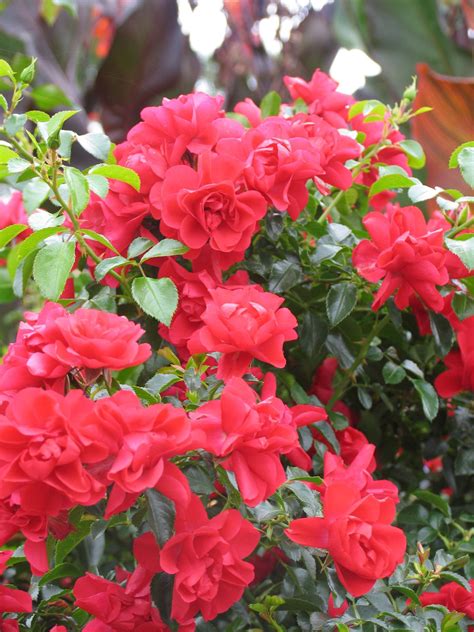 Flower Carpet Scarlet Groundcover Rose - Pahl's Market - Apple Valley, MN