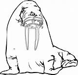 Printable Walrus Coloring Pages For Kids Top 20 sketch template