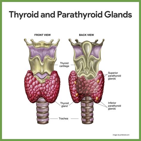 Endocrine System Anatomy and Physiology - Nurseslabs