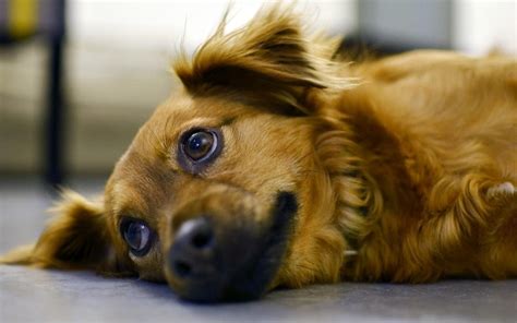 Disease Prevention For Your Pet – Arbor View Animal Hospital