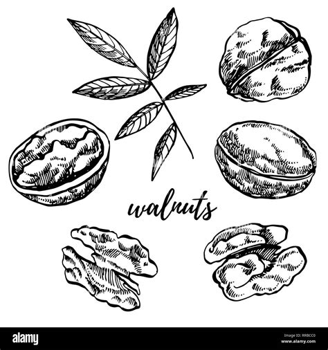 Hand drawn sketch style walnuts illustrations. Illustration in vintage style isolated on white ...