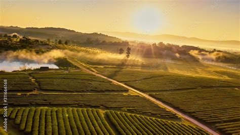 Aerial view shot from drone of green tea plantation, Top view aerial photo from flying drone of ...