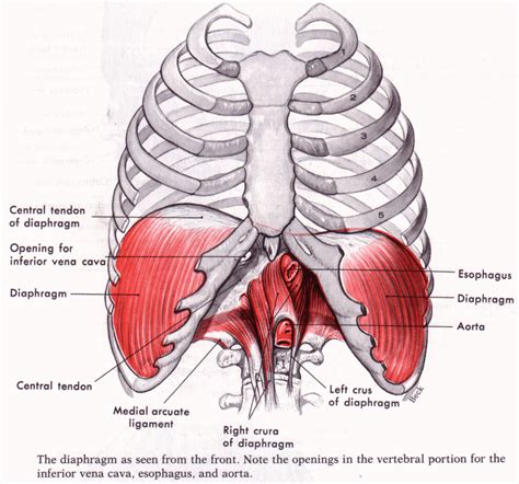 Thoraco-diaphragmatic Breathing | Amanda's COREner | Anatomia y ...