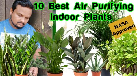 Top 10 Air Purifying Indoor Plants For Decoration : NASA APPROVED PLANTS : Growing And Care Tips ...