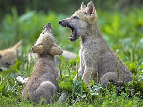 Animals: Young Wolf Cubs, picture nr. 41930