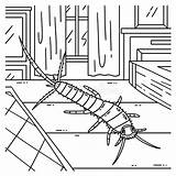 Insect Silverfish Animal Coloring Page For Kids Stock Vector  sketch template