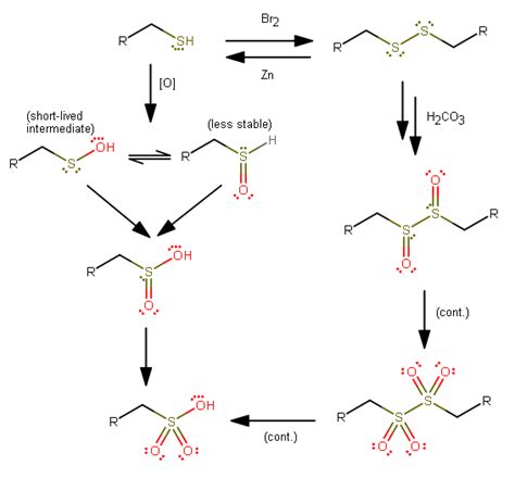 Thiol Oxidation Mechanism