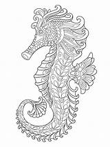 Seahorse Coloring Pages  sketch template