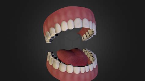 Mouth - 3D model by focus [5e72fc5] - Sketchfab