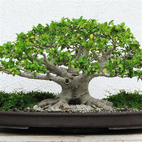 BONSAI - SACRED FIG TREE Ficus Religiosa – Ferri Seeds