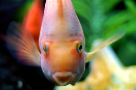 The Kissing Fish | This fish lives in a restaurant tank and … | Flickr