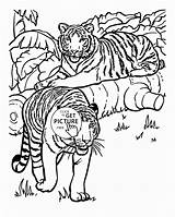 Tiger Animal Coloring Pages  Home sketch template