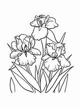 Iris Coloring Pages sketch template