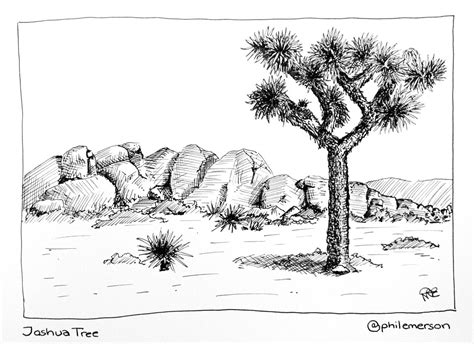 Joshua Tree Drawing at PaintingValley.com | Explore collection of ...