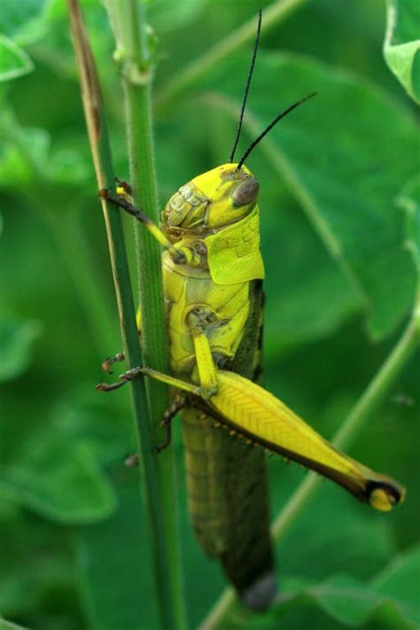 Green Grasshopper Close Up Photo · Free Stock Photo