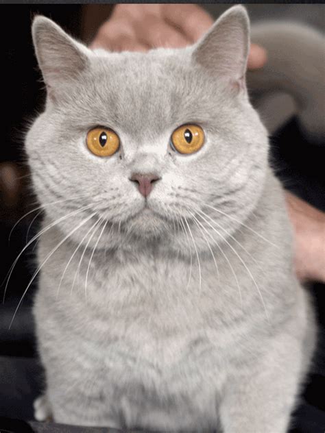 British Shorthair Lilac - SBS CATS | British Shorthair breeder