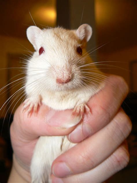 White Gerbil Adult Male 1 by ShadedRain on DeviantArt