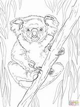 Koala Printable Coloring Pages  Word Searches sketch template