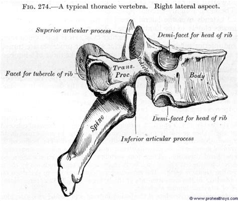 Thoracic Vertebra Labeled