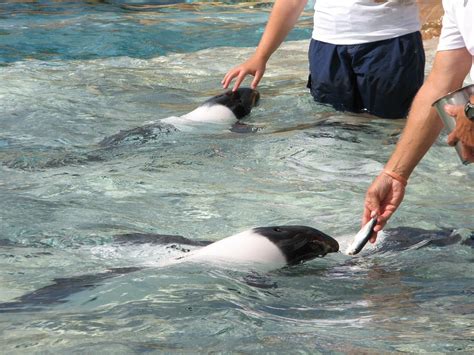 Commerson Dolphin | Aquatica - Dolphin Plunge - Commerson's Dolphin ...