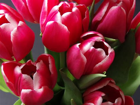 Spring Tulips Free Stock Photo - Public Domain Pictures