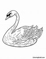 Realistic Swan Coloring Page sketch template