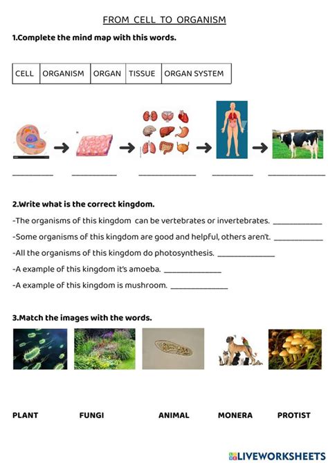 Protists, Plant Fungus, Organ System, Invertebrates, Photosynthesis ...