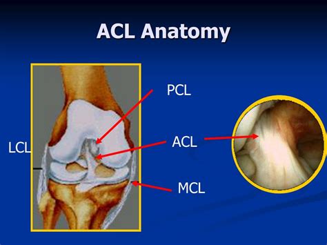 Diagram Of Acl And Mcl