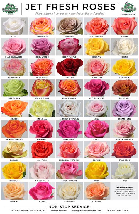 Rose varieties | Rose flower, Planting roses, Flower chart