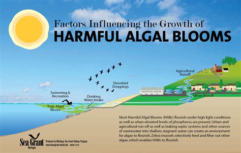 Algal Bloom Definition