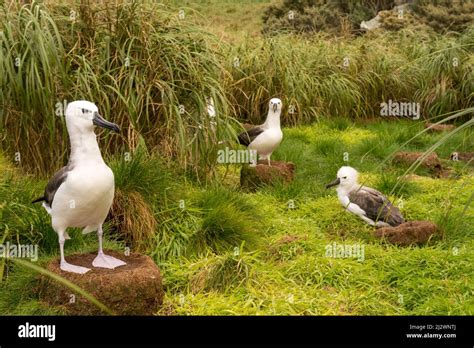 Atlantic Yellow-nosed Albatross (Thalassarche chlororhynchus) nesting on Nightingale Island ...