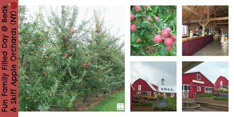 Ultimate Apple Picking Experience At Beak & Skiff Apple Orchard