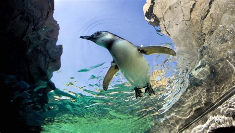 Hintergrundbilder : Pinguin, schwimmen, Wasser, Felsen 2116x1200 - wallhaven - 1057836 ...