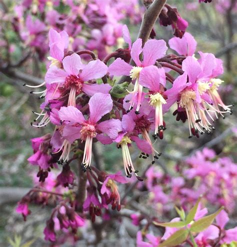 mexican buckeye flowers | Music of Nature