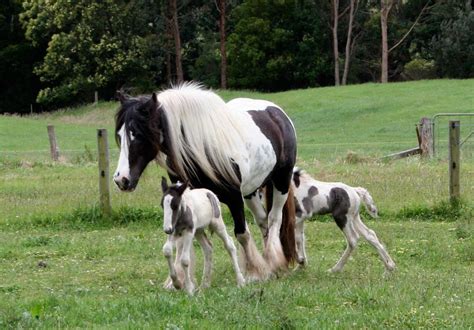 Rare Twin Foals « Surrey Springs Gypsy Cobs Australia