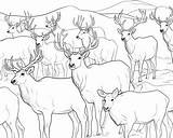 Caribou Coloring Pages For Kids sketch template