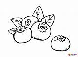 Blueberry For Kids Coloring Page  Free Printable Pages sketch template