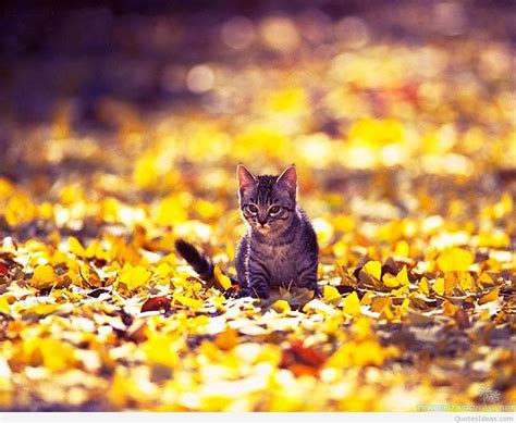 Cats Autumn Wallpapers - Wallpaper Cave