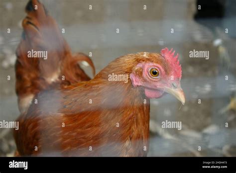 chicken, caged, chickens, cage, cageds Stock Photo - Alamy