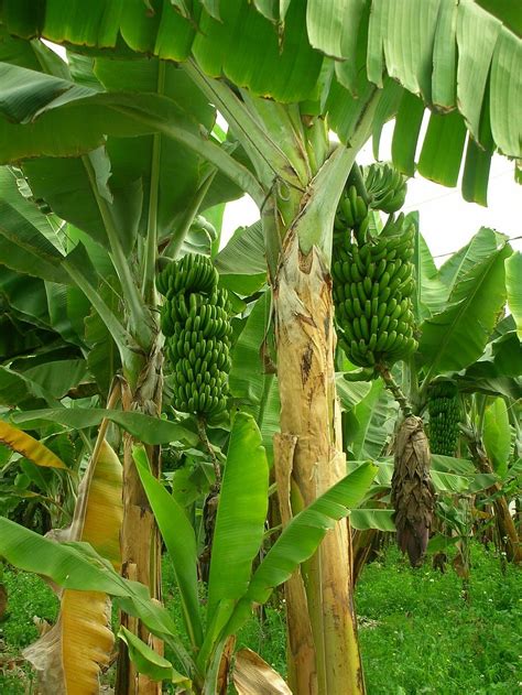 Free download | green, banana plant, daytime, bananas, banana trees ...