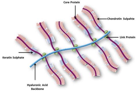 Structure of proteoglycan | Download Scientific Diagram