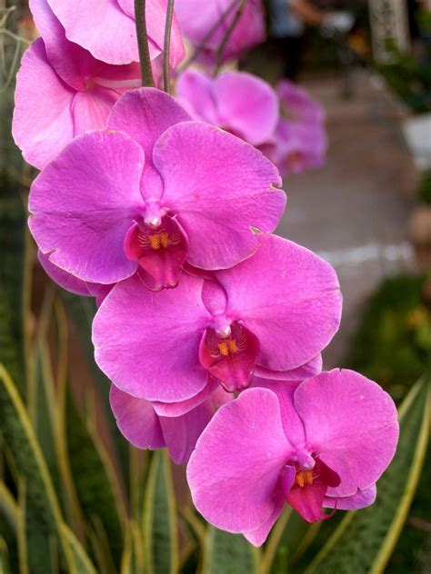 Orchid Flower Photo Free Stock Photo - Public Domain Pictures