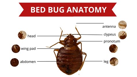 Bed Bug Anatomy - Bed Bug 911